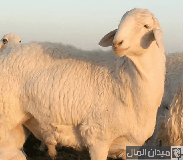 الفرق بين الحري والنعيمي الفرق بين الحري والنعيمي