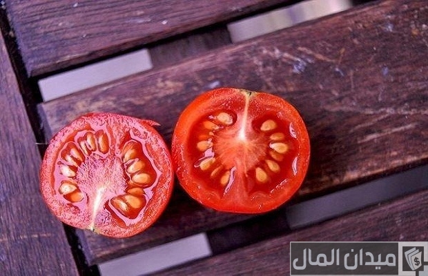 أنواع بذور الطماطم في مصر وسعرها