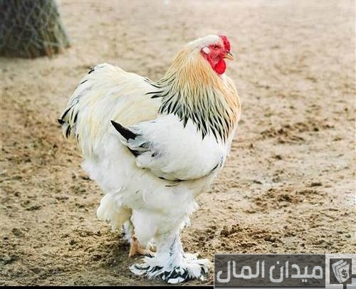 دجاج الزينة 