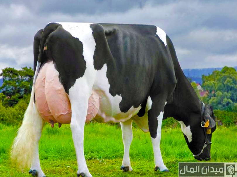 معدل إنتاج أبقار الهولشتاين من اللبن