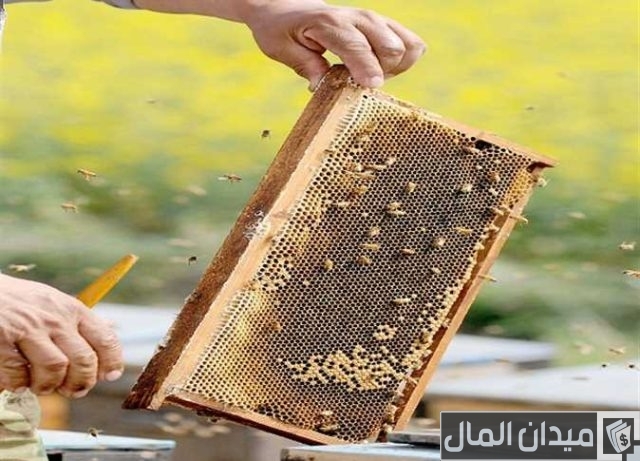 استعلام عن دعم النحل