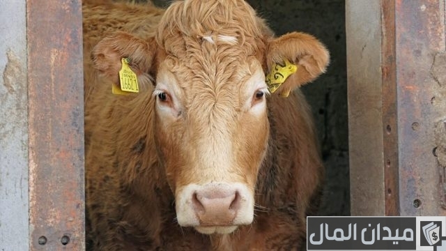 العلف المناسب لتسمين العجول