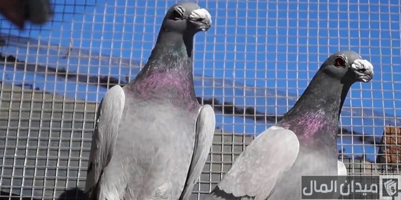 دراسة جدوى مشروع تربية الحمام البلدي في المنزل