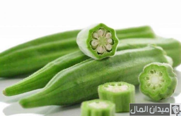 دراسة جدوى مشروع زراعة البامية ومتوسط إنتاج الفدان