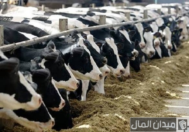 دراسة جدوى مشروع تربية المواشي