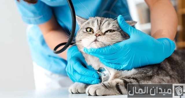 راتب الطبيب البيطري في الكويت