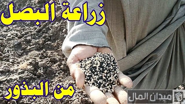 زراعة البصل من البذور