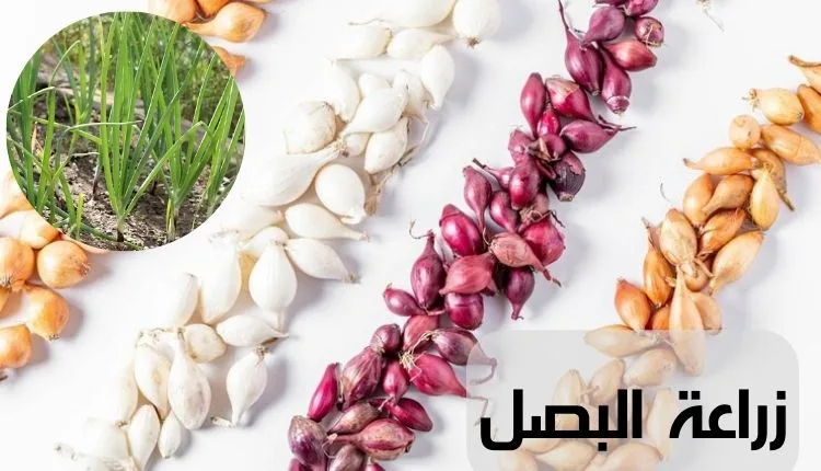 نصائح زراعة البصل من البذور والتسميد