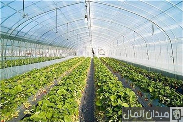 جدول مواعيد زراعة الخضروات والفاكهة في مصر