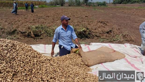دراسة جدوى زراعة الفول السوداني وأرباح المشروع