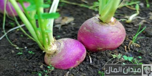 مواعيد زراعة اللفت الياباني في مصر ونصائح الزراعة