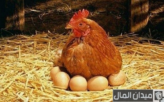 كم بيضة تبيض الدجاجة في اليوم
