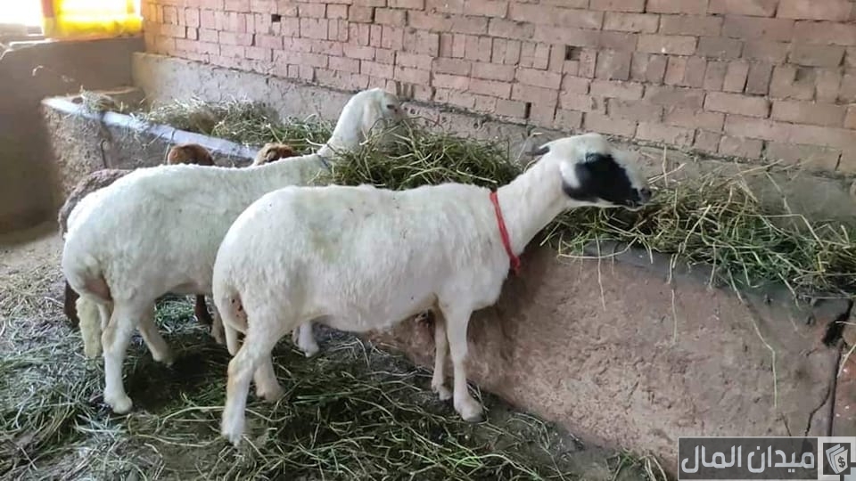 كم يأكل 100 رأس من الغنم علف يوميًا؟