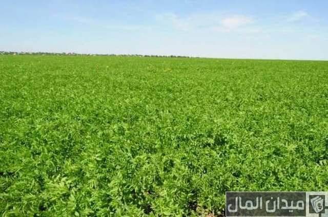 كيفية الحصول على أرض زراعية من الدولة