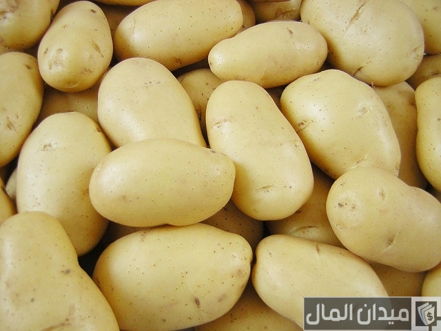 محطات تصدير البطاطس في مصر