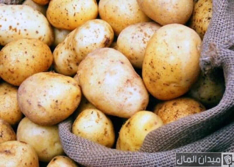 هل يتم تصدير البطاطس من مصر؟.. وما هي شروط التصدير
