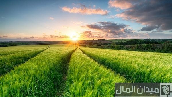 جدول مواسم الزراعة في الإمارات