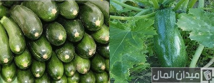 مواعيد زراعة الخيار في مصر “المكشوف وفي البيوت المحمية”