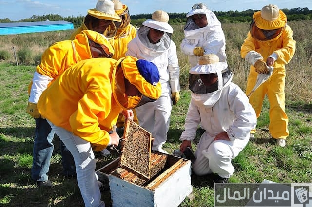 مشروع تربية النحل
