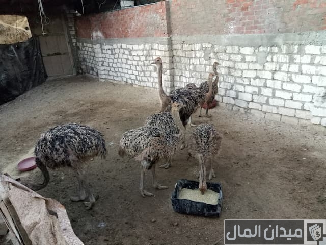 تربية النعام في المنزل