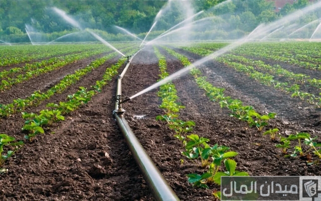 تكلفة شبكة الري بالتنقيط للفدان