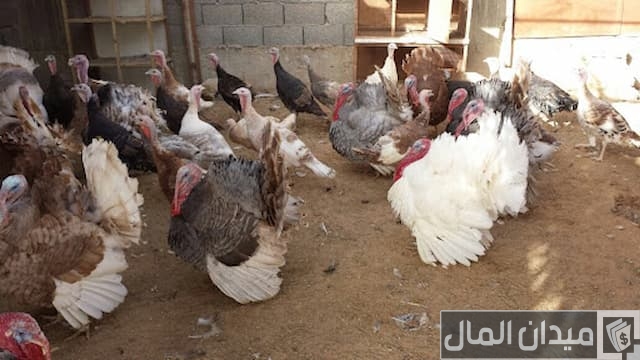 تربية الرومي البلدي تربية الرومي البلدي