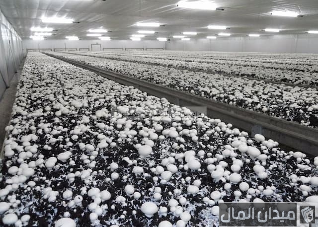 مشروع فطر عيش الغراب