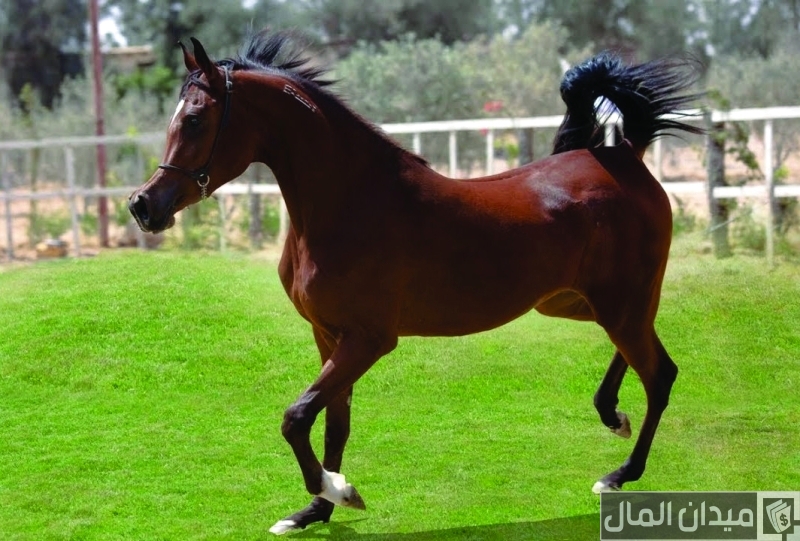 بيع وشراء الخيول في قطر