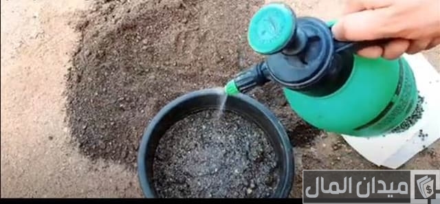 طريقة زراعة البامية طريقة زراعة البامية