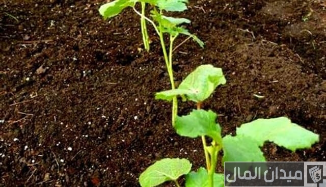 طريقة زراعة البامية
