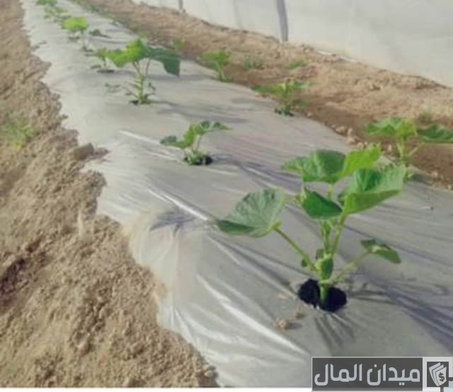 نصائح زراعة وتسميد البامية بالصور طريقة زراعة البامية