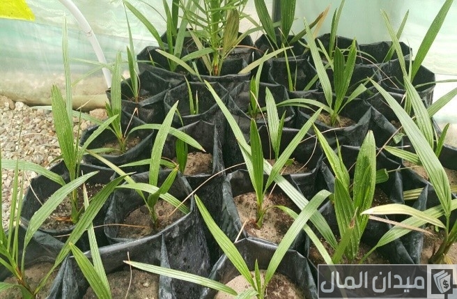 أسعار شتلات النخيل في مصر