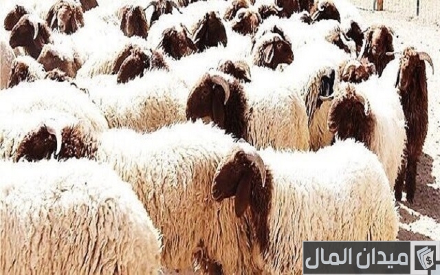 أعلاف لتسمين الأغنام أعلاف لتسمين الأغنام