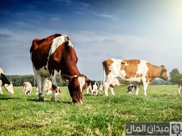 أفضل علف لزيادة الحليب البقر أفضل علف لزيادة الحليب البقر