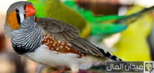 أنواع طيور الزينة في مصر أنواع طيور الزينة في مصر