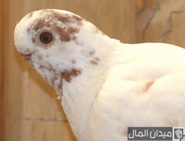 انواع الحمام الزاجل