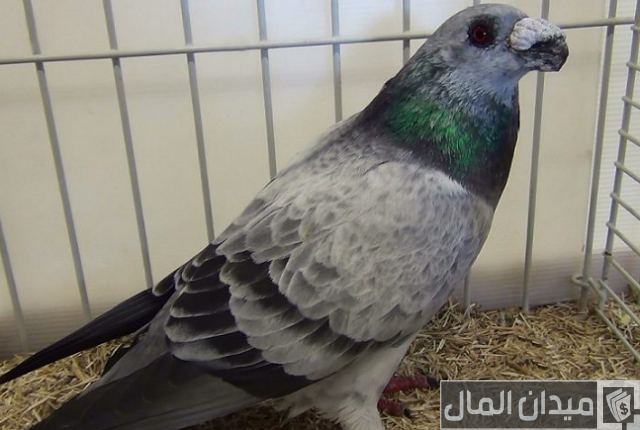 انواع الحمام الزاجل