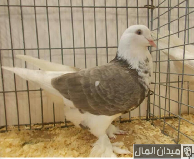 انواع الحمام الزاجل