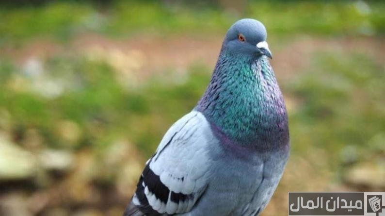أسماء انواع الحمام الزاجل بالصور