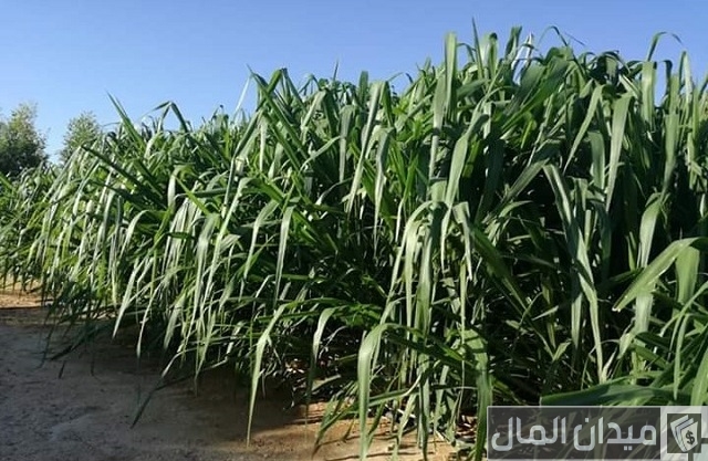 تجربتي في زراعة البونيكام