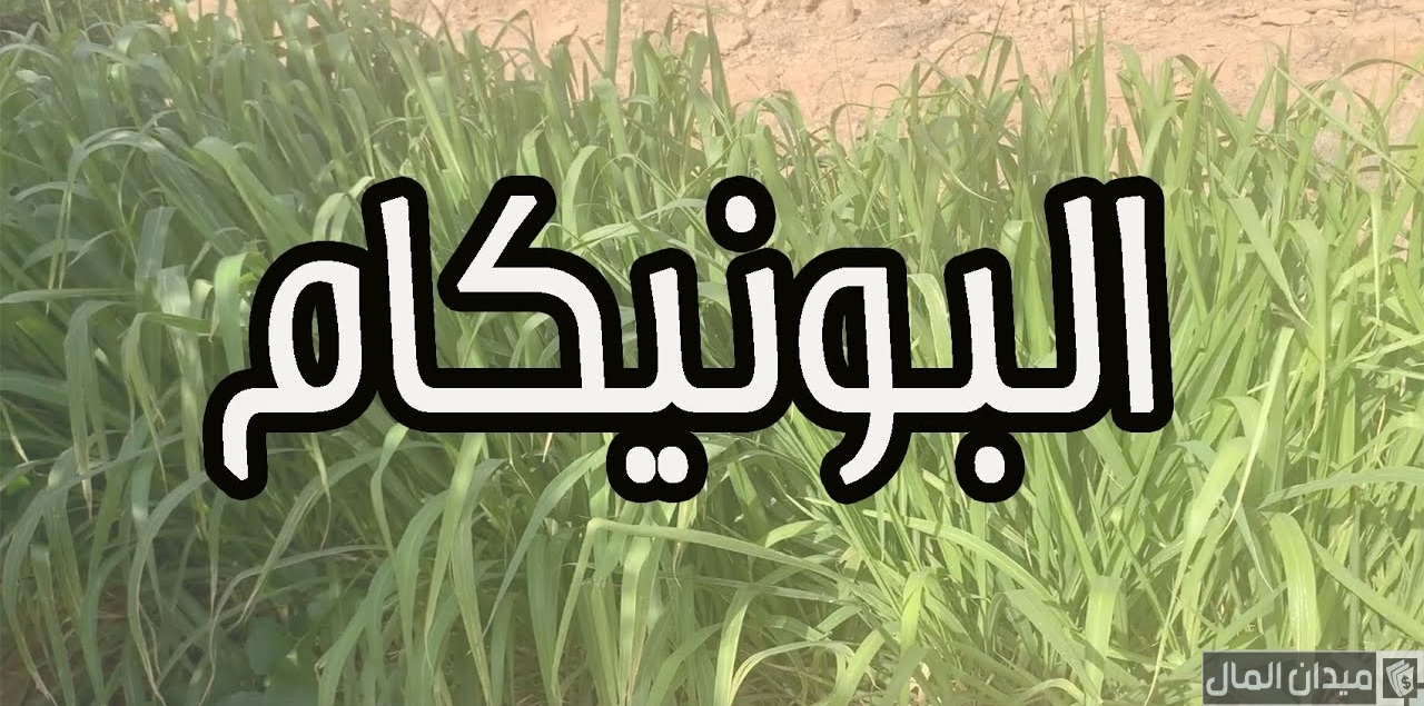 كم أرباح زراعة البونيكام للفدان الواحد