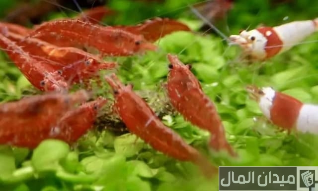 تربية الجمبري في المنزل