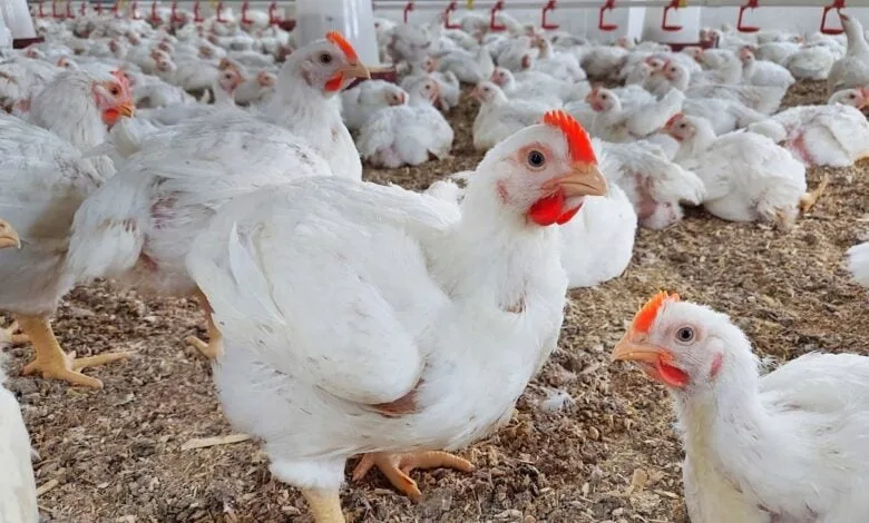 الربح من تربية الفراخ البيضاء في المنزل