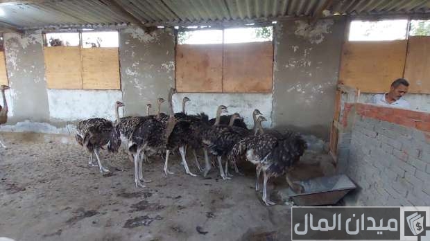 دراسة جدوى مشروع تربية النعام في المنزل وأرباحه