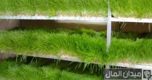 تسمين الأغنام على الشعير المستنبت تسمين الأغنام على الشعير المستنبت