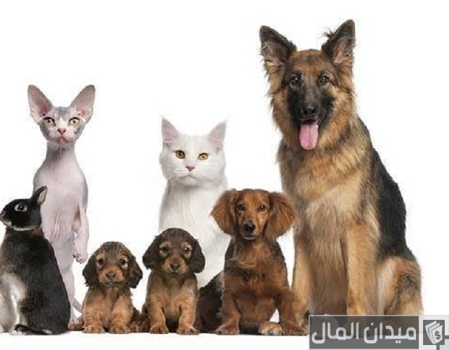 جمعية الرفق بالحيوان رقم الهاتف جمعية الرفق بالحيوان رقم الهاتف