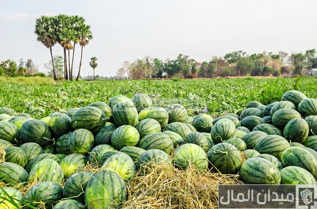 دراسة جدوى زراعة فدان بطيخ