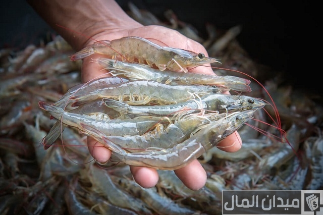 دراسة جدوى مشروع تربية الجمبرى