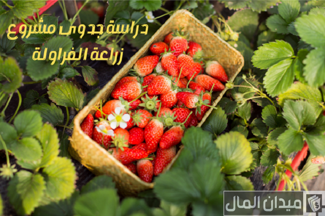 دراسة جدوى مشروع زراعة الفراولة