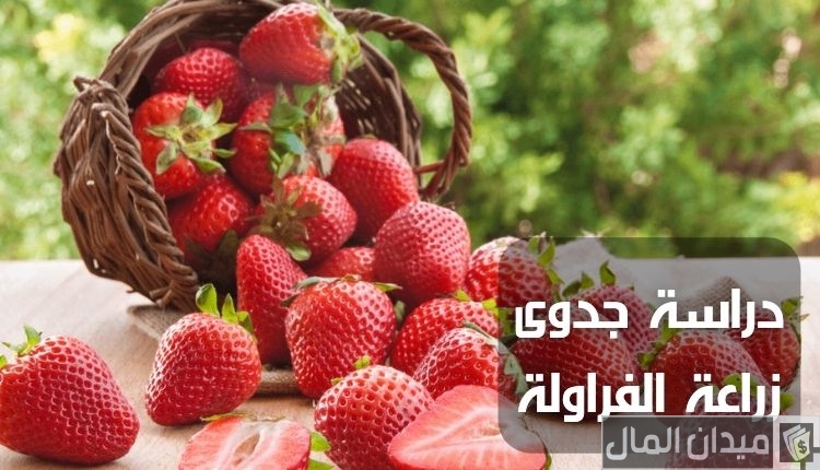 دراسة جدوى مشروع زراعة الفراولة وانتاج الفدان الواحد
